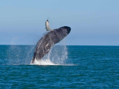WHALE WATCHING MIRISSA