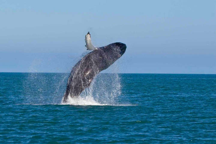 WHALE WATCHING MIRISSA