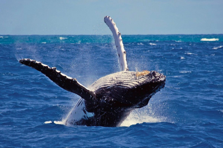 WHALE WATCHING MIRISSA
