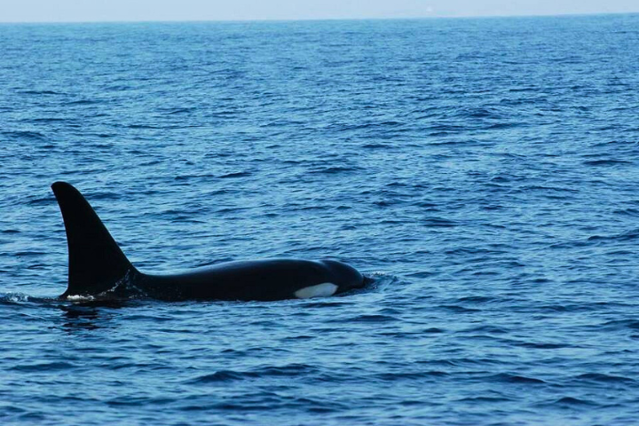WHALE WATCHING MIRISSA