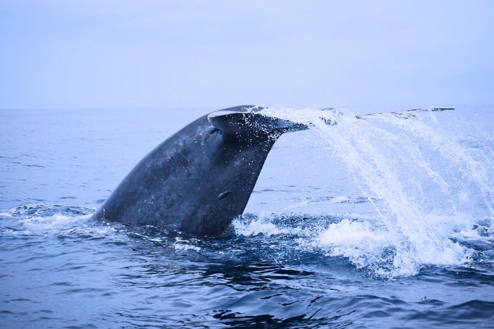 WHALE WATCHING MIRISSA