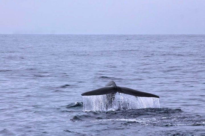 WHALE WATCHING MIRISSA