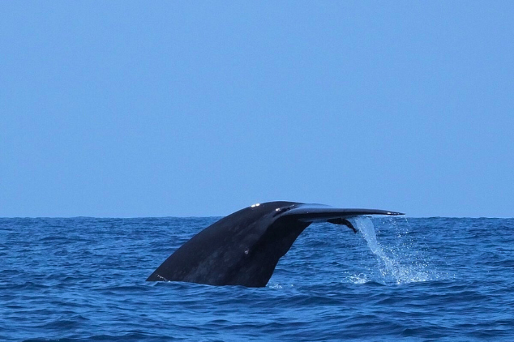 WHALE WATCHING MIRISSA