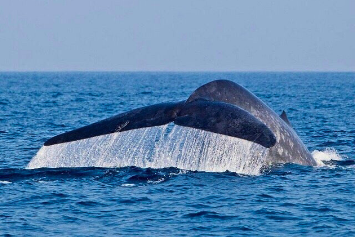 WHALE WATCHING MIRISSA