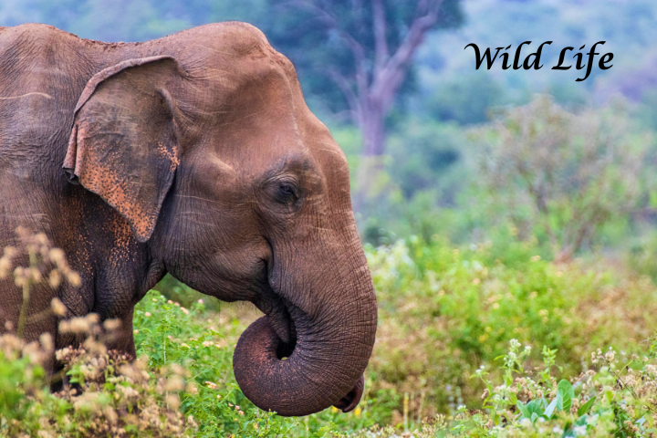 DelAir Travels - Sri Lanka