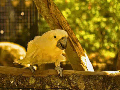 Hanthana International Bird Park & Recreation Center – Kandy