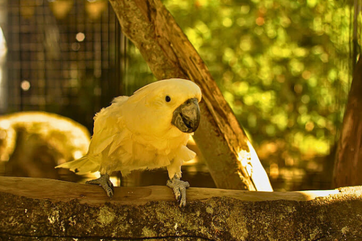 Hanthana International Bird Park & Recreation Center – Kandy