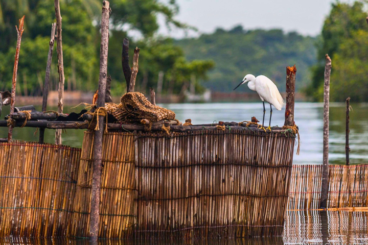 Madu River Boat Safari Sri Lanka