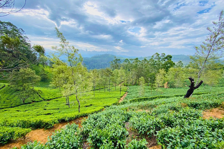 Ahasata Gauwai Adventure Safari - Sri Lanka