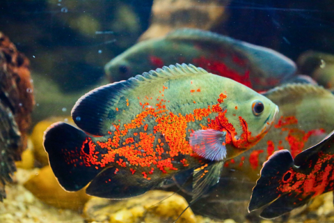 Water World Kelaniya – Underwater Tunnel & Bird Park