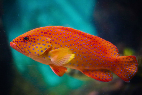 Water World Kelaniya – Underwater Tunnel & Bird Park