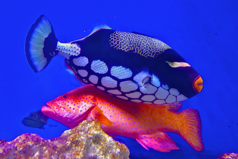 Water World Kelaniya – Underwater Tunnel & Bird Park