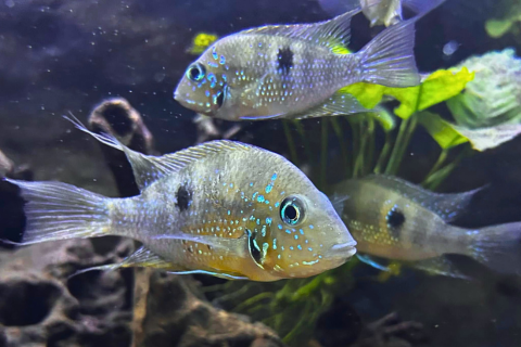 Water World Kelaniya – Underwater Tunnel & Bird Park