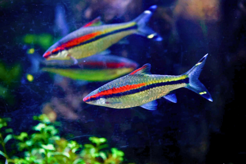 Water World Kelaniya – Underwater Tunnel & Bird Park