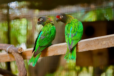 Water World Kelaniya – Underwater Tunnel & Bird Park