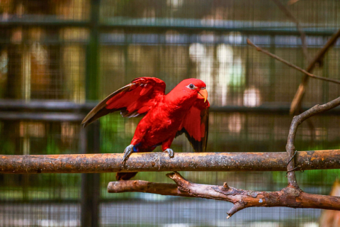 Water World Kelaniya – Underwater Tunnel & Bird Park