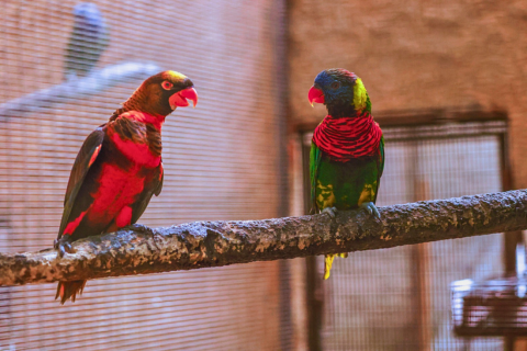 Water World Kelaniya – Underwater Tunnel & Bird Park