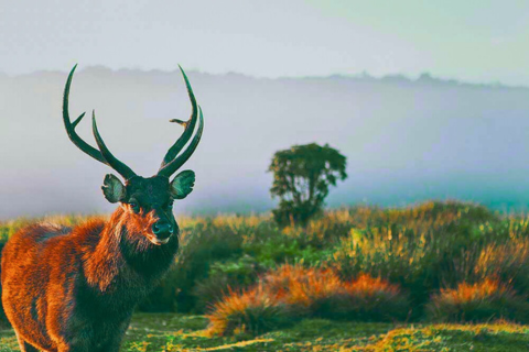 Enchanting Nature Retreat Sri Lanka | 7-Day Nature & Wildlife Tour