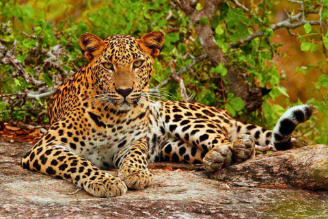 Enchanting Nature Retreat Sri Lanka | 7-Day Nature & Wildlife Tour
