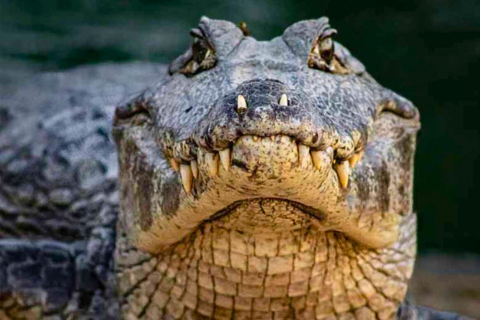 Nilwala River Crocodile Safari | Best River Safari in Matara